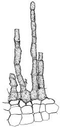 Tridontium milleneri, peristome teeth (damaged). Drawn from E.K. Cameron 16310, AK 355260.
 Image: R.D. Seppelt © R.D.Seppelt All rights reserved